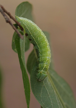 Hackberry Emperor caterpillar